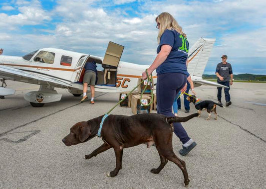 CHARLESTON GAZETTE MAIL | Pup, pup and away: Dogs take off from Yeager for new chance at adoption