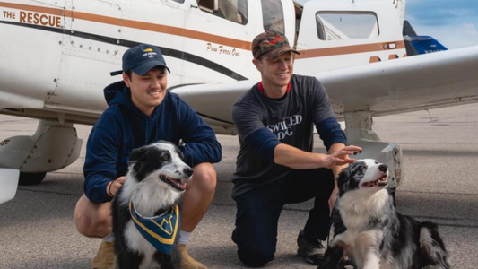 WOWK TV | Volunteers Take Flight to Find WV Shelter Animals Forever Homes